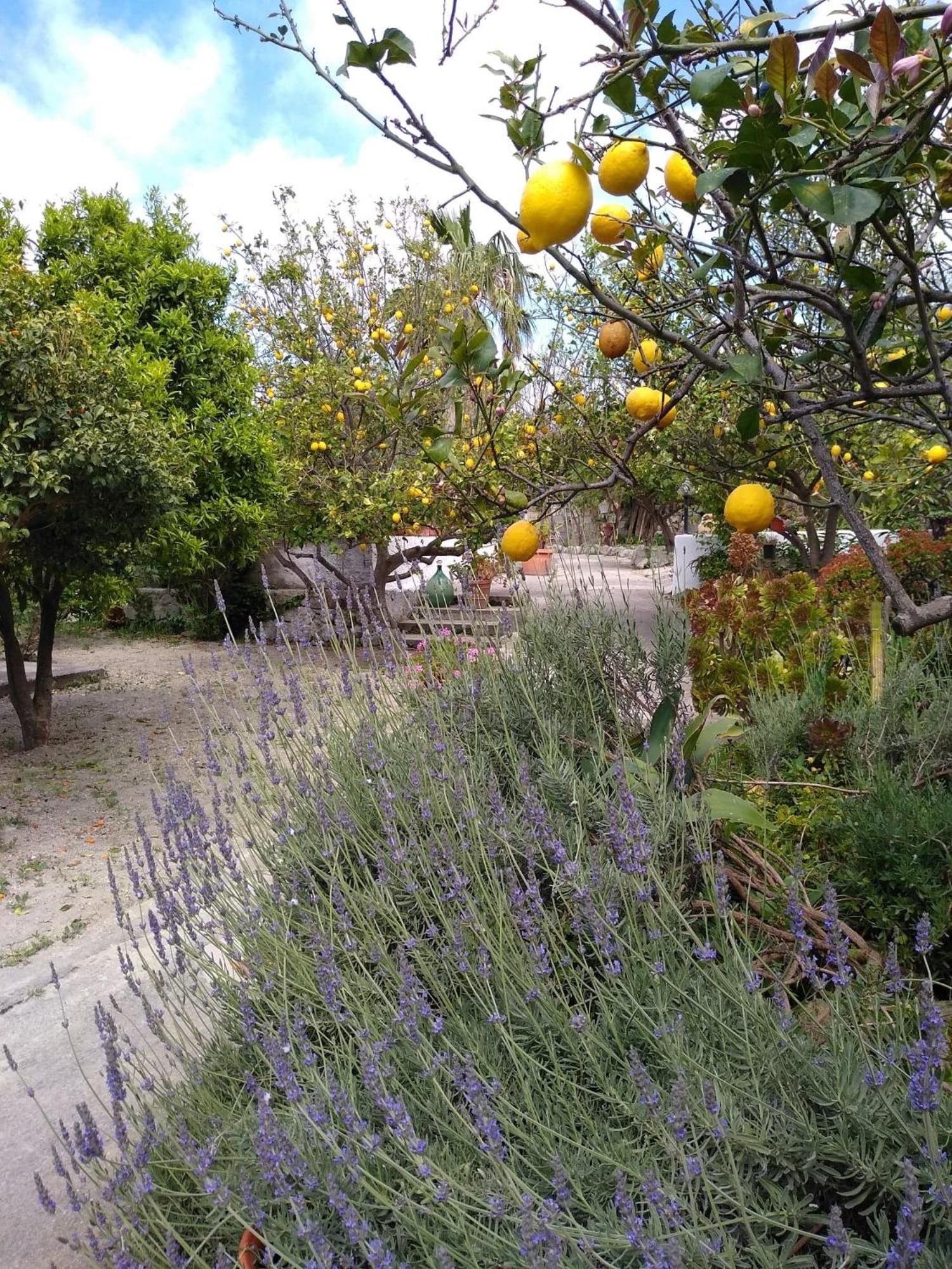 Residence Limoneto Ischia Forio di Ischia Kültér fotó