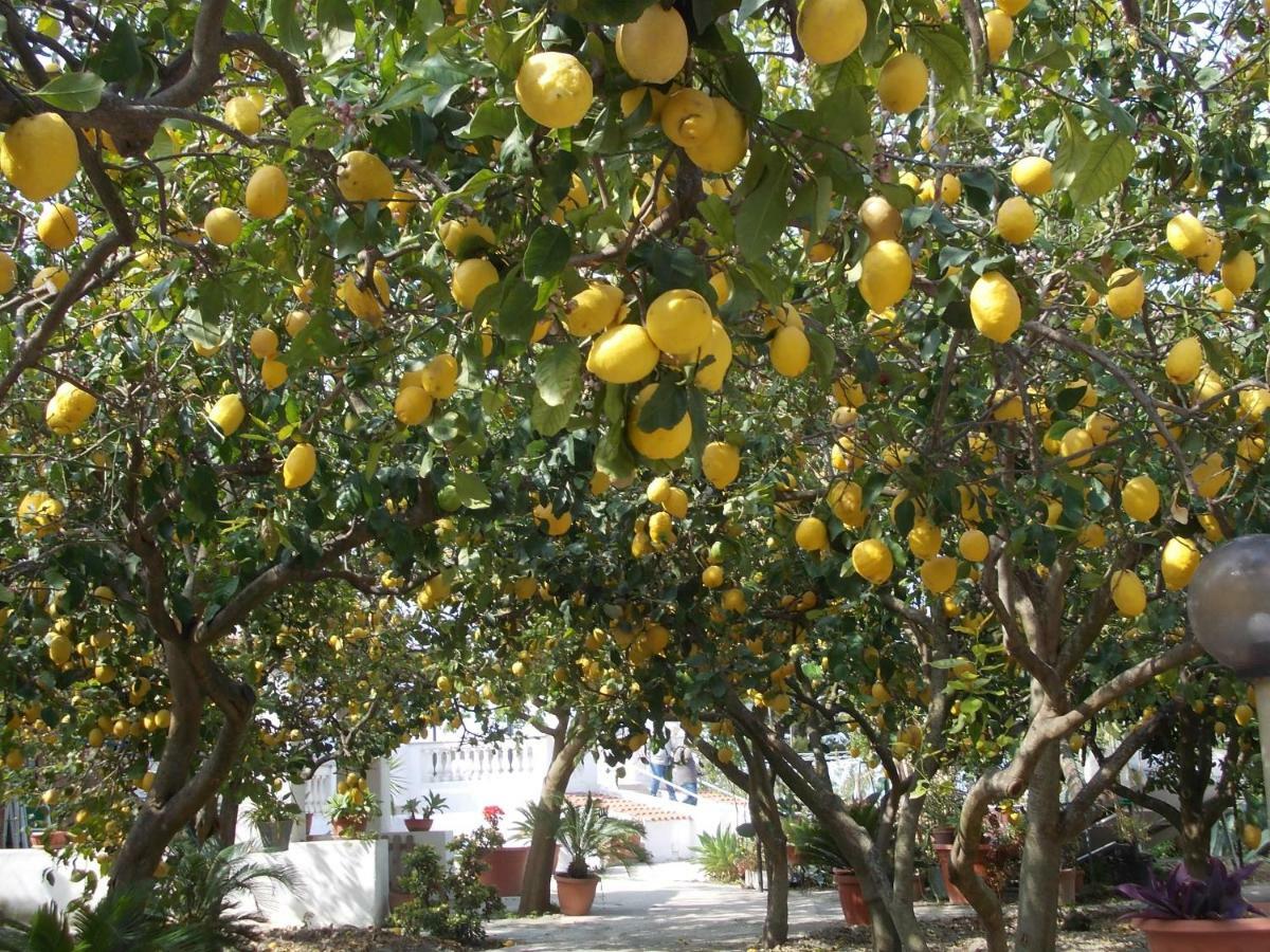 Residence Limoneto Ischia Forio di Ischia Kültér fotó