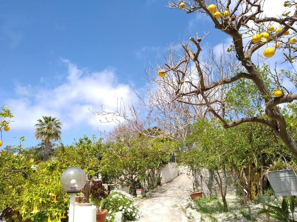 Residence Limoneto Ischia Forio di Ischia Kültér fotó
